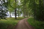 Danish beech wood