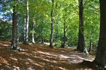 Early autumn