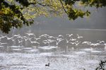 Seagulls